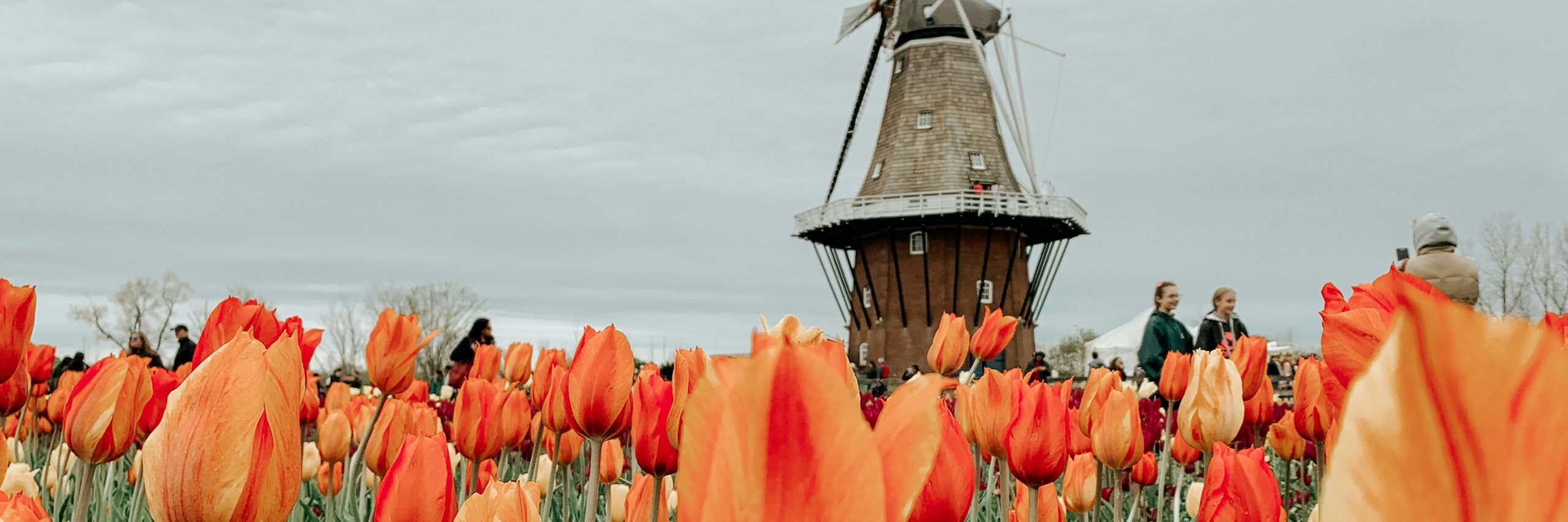tulip time festival
